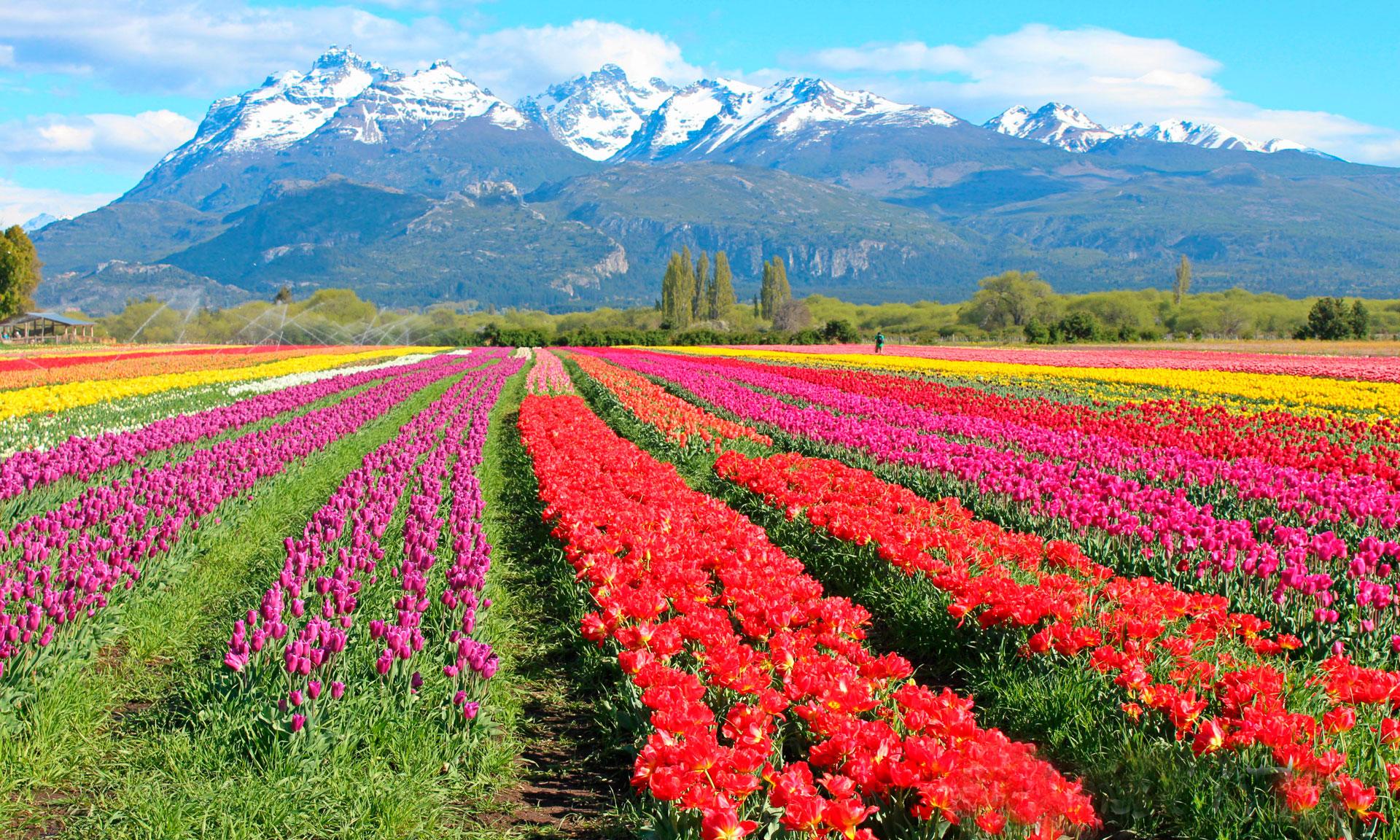 CAMPO DE TULIPANES CON ESQUEL, SAN MARTÍN DE LOS ANDES Y BARILOCHE
